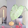 Caladium Mix Bulbs