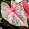 Caladium Mix Bulbs