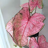 Caladium Mix Bulbs