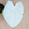 Caladium Mix Bulbs