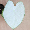 Caladium Mix Bulbs