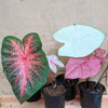 Caladium Mix Bulbs