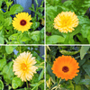 Calendula Beginner Grow Kit