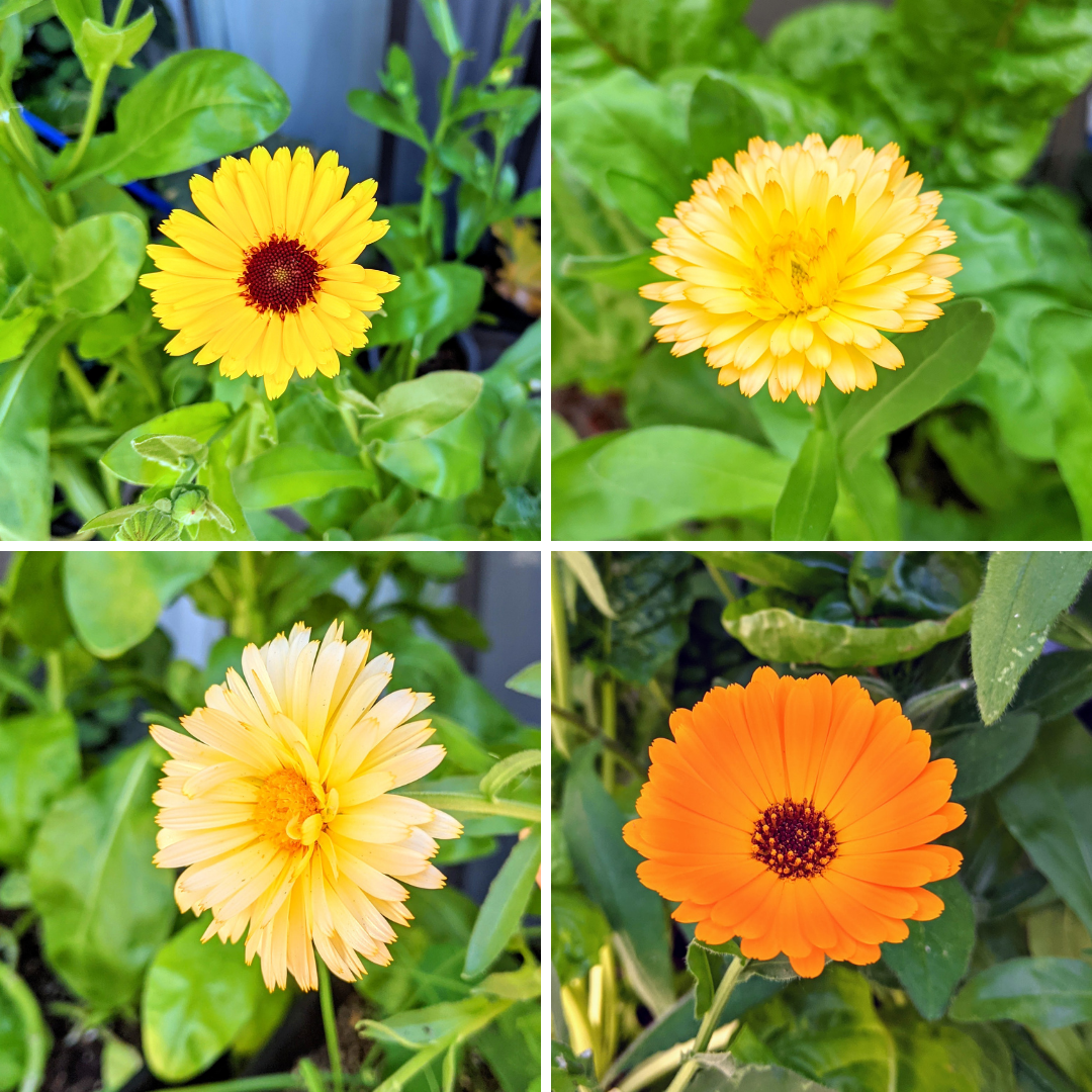 Calendula Seeds – photo 4