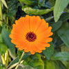 Calendula Seeds – photo 3