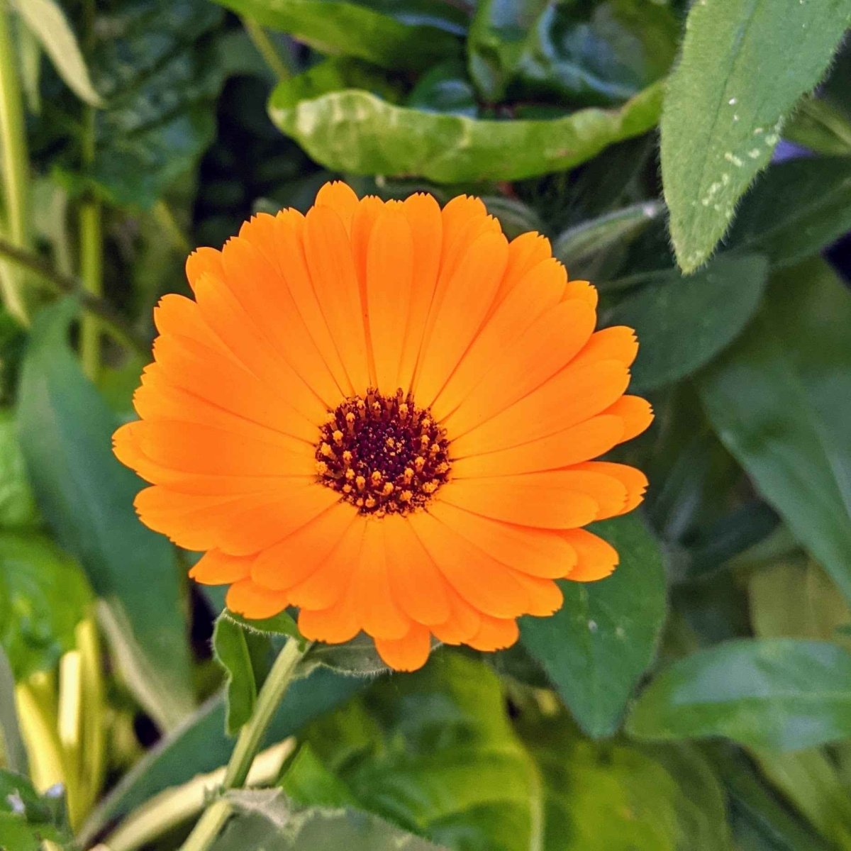 Calendula Seeds – photo 3