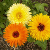 Calendula - Pacific Beauty