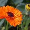 Calendula - Pacific Beauty