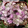 Callisia Repens Pink Lady Turle Vine