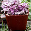 Callisia Repens Pink Lady Turle Vine