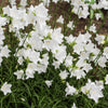 500 White PEACH LEAVED BELLFLOWER Campanula Persicifolia Flower Seeds