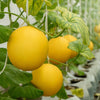25 KOLKHOZNITSA MELON Collective Farm Woman Cucumis Melo Russian Fruit Seeds