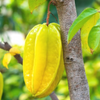 Star Fruit 'Kari' (Averrhoa carambola)