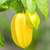 Star Fruit 'Sri Kembangan' (Averrhoa carambola) – live tree – photo 3