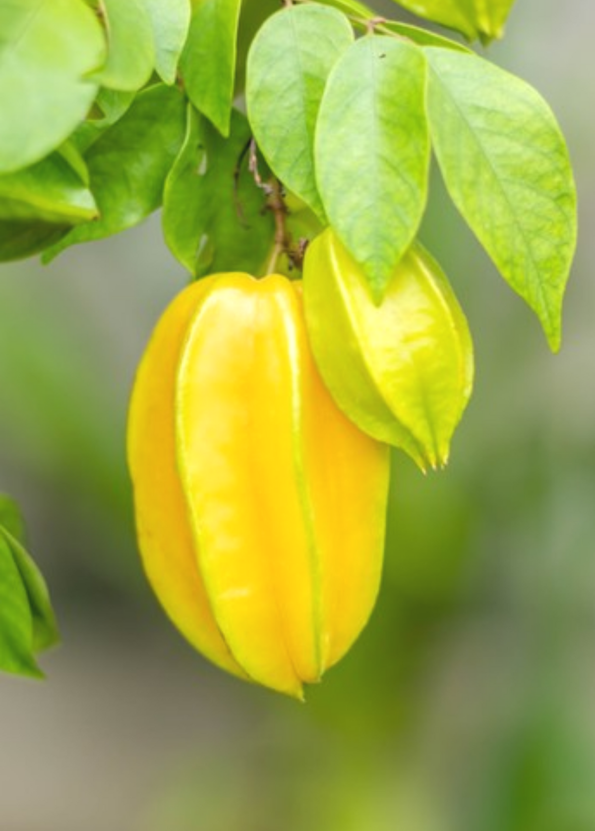 Star Fruit 'Sri Kembangan' (Averrhoa carambola) – live tree – photo 3