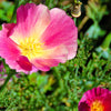 500 CARMINE King CALIFORNIA POPPY Pink Eschscholzia Californica Flower Seeds