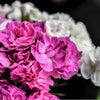 100 RAINBOW CARNATION Mix Mixed Colors Dianthus Caryophyllus Flower Seeds