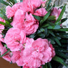 100 RAINBOW CARNATION Mix Mixed Colors Dianthus Caryophyllus Flower Seeds