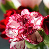 100 RAINBOW CARNATION Mix Mixed Colors Dianthus Caryophyllus Flower Seeds
