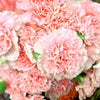 Mixed Carnation / Double Dianthus Chinensis Flower Seeds – photo 9