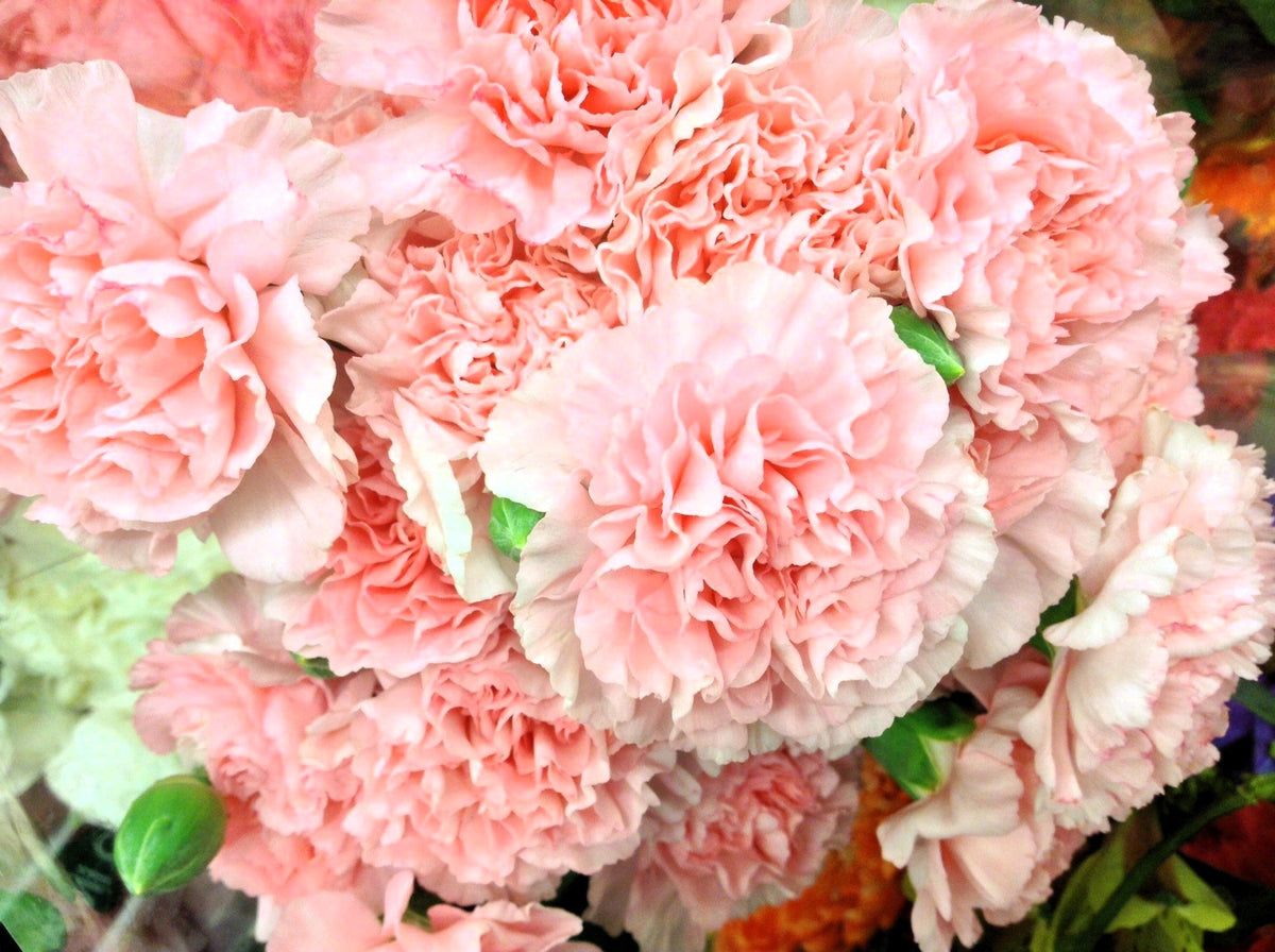 Mixed Carnation / Double Dianthus Chinensis Flower Seeds – photo 9