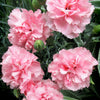 100 RAINBOW CARNATION Mix Mixed Colors Dianthus Caryophyllus Flower Seeds