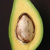 Avocado 'Catalina' (Persia americana)