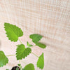 Catnip Seeds – photo 3