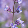 Catnip (Nepeta cataria)