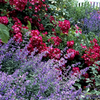 Catnip (Nepeta cataria)