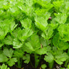2000 CUTTING LEAF CELERY Apium Graveolens Soup Vegetable Herb Seeds