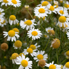 Chamomile (Matricaria chamomilla)