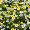 Chamomile (Matricaria chamomilla)