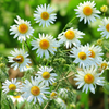 Chamomile (Matricaria chamomilla)