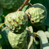 Cherimoya (Annona cherimola)