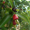 Cherry of the Rio Grande