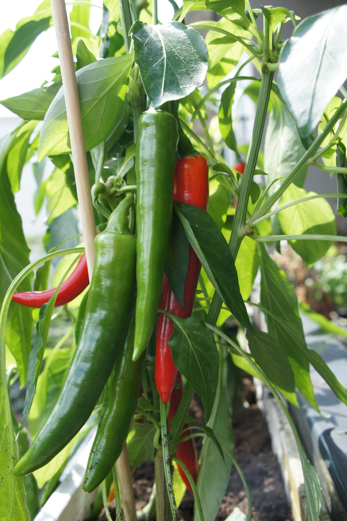 Organic Korean Dark Green Pepper Lady Han Hot Chili Long Red Capsicum Annuum Seeds