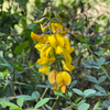 Chipilín (Crotalaria longirostrata)