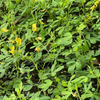 Chipilín (Crotalaria longirostrata)