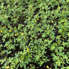 Chipilín (Crotalaria longirostrata)