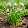 Chives Grow Kit