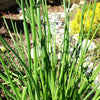 Chives - Onion