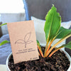 Fire Flash Spider Plant Seeds (Chlorophytum amaniense)
