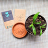 Chlorophytum Amaniense 'Fire Flash' Seeds – photo 11