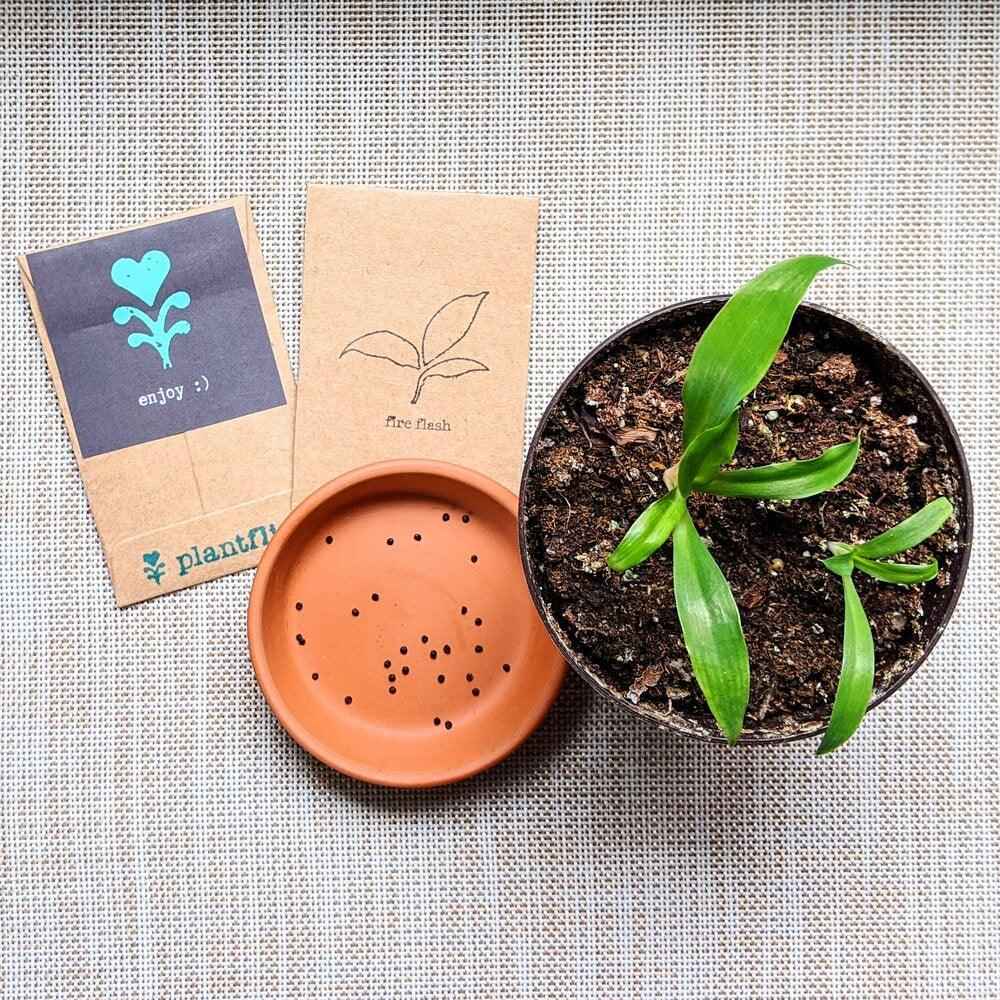 Chlorophytum Amaniense 'Fire Flash' Seeds – photo 11