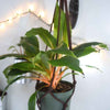 Chlorophytum Amaniense 'Fire Flash' Seeds – photo 12