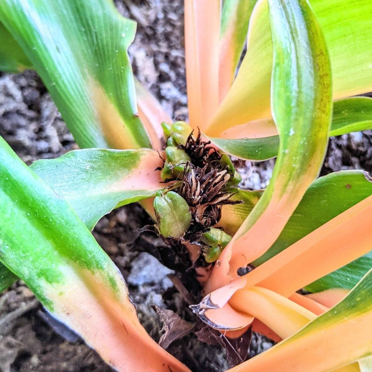 Chlorophytum Amaniense 'Fire Flash' Seeds – photo 14
