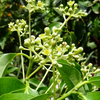 Cinnamon (Cinnamomum verum)