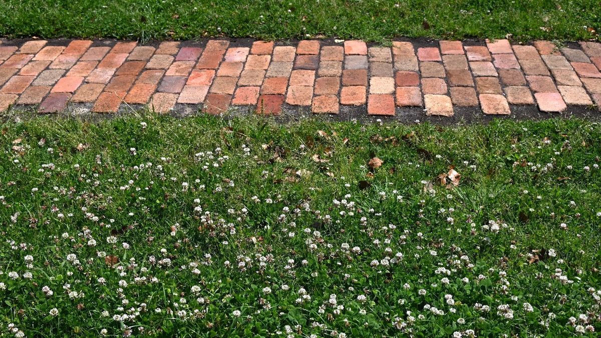 Low Grow No-Mow Lawn Mix – Clover & Low-Maintenance Grass Alternative – photo 7