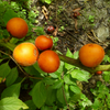 Cocona (Solanum sessiliflorum)